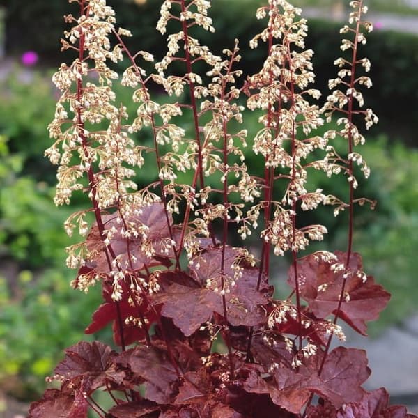 Heuchera Palace Lila 1 st.