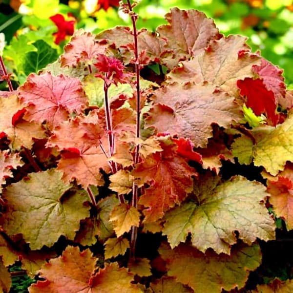 Heuchera Storkenæb Cappuccino 1 stk.