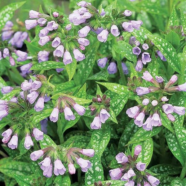 Pulmonaria Lungört Mrs Kittle 1 st.