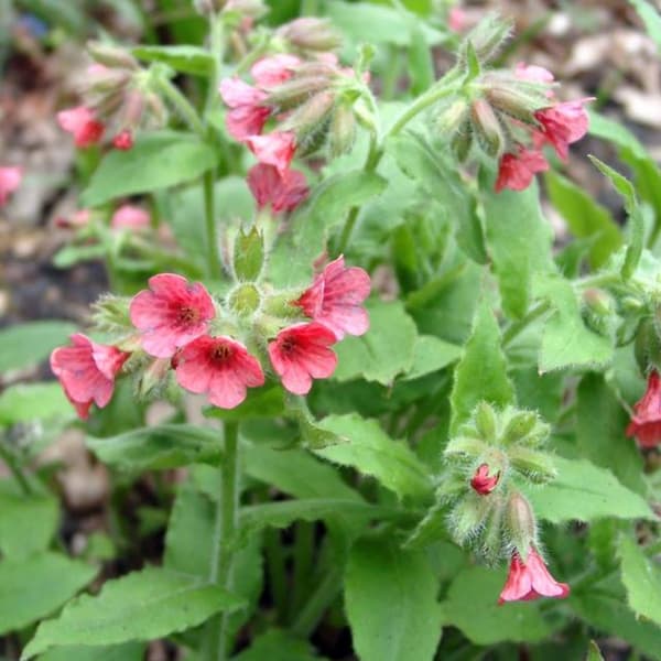 Pulmonaria rubra Bowles Röd 1 st.