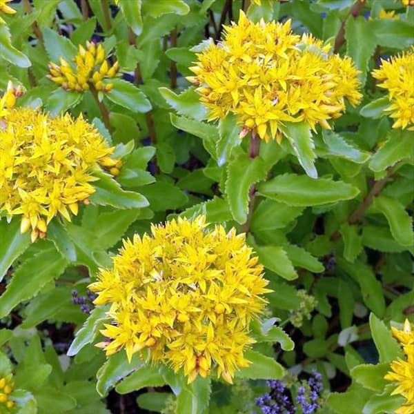 Sedum Aizoon 1 st.