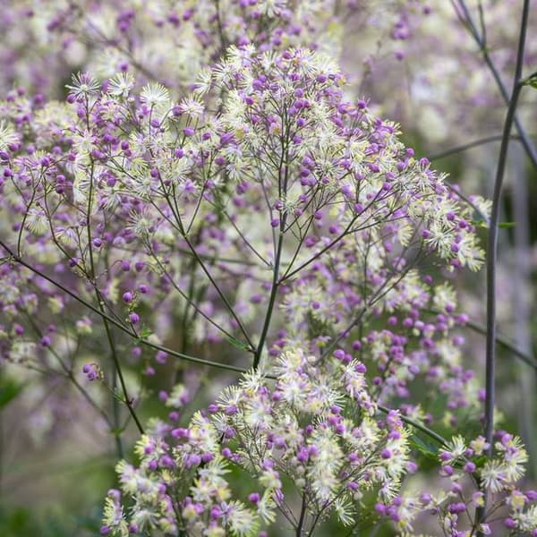Thalictrum Rutewka Elin 1 stk.