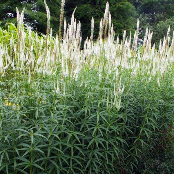 Veronicastrum Ærenpris Diana 1 stk.
