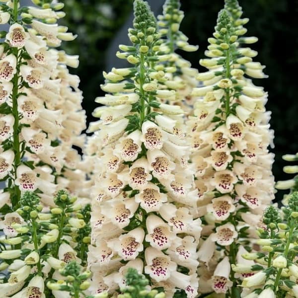 Digitalis Fingerborgsblomma Virtuoso Kräm 1 st.