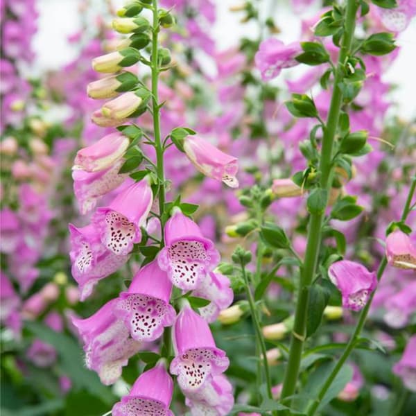 Digitalis Fingerbøl Virtuoso Rose 1 stk.