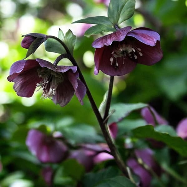 Helleborus Hellebore Atrorubens 1 kpl.
