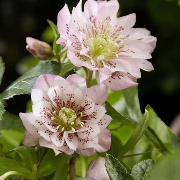 Helleborus Hellebore Double Ellen Pink 1 kpl.