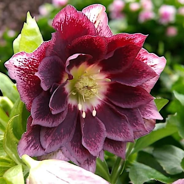 Helleborus Hellebore Double Ellen Red 1 kpl.