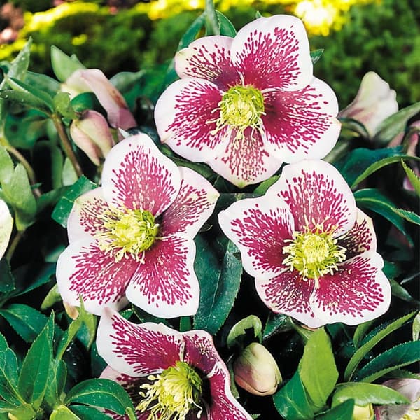 Helleborus Hellebore Tricastin 1 kpl.