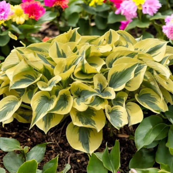 Hosta Funkia Autumn Frost 1 stk.