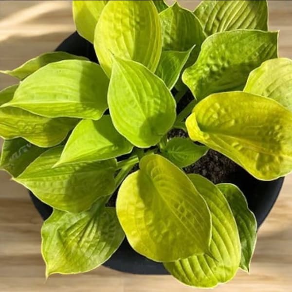 Hosta Funkia Banan Kid 1 stk.
