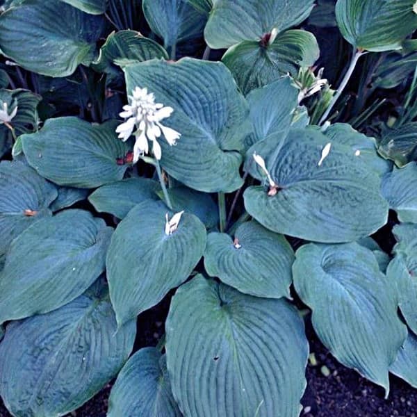 Hosta Funkia Blue Angel 1 kpl.