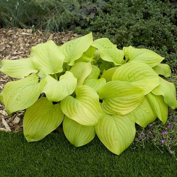 Hosta Funkia Tortillachips 1 st.