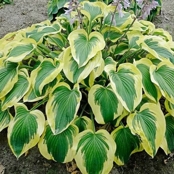 Hosta Funkia Bredbånd 1 stk.