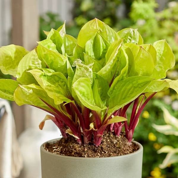 Hosta Funkia Lemon Snap 1 kpl.