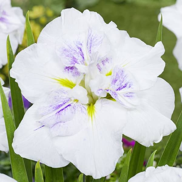 Iris ensata japansk muffin 1 st.
