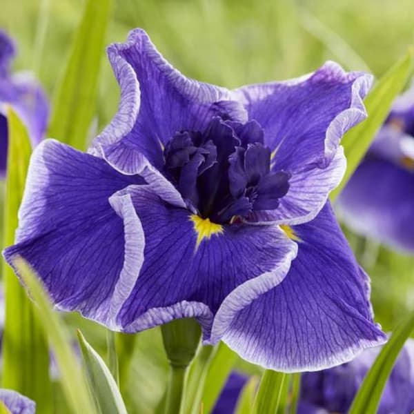 Iris ensata Japansk Blå Måne 1 stk.