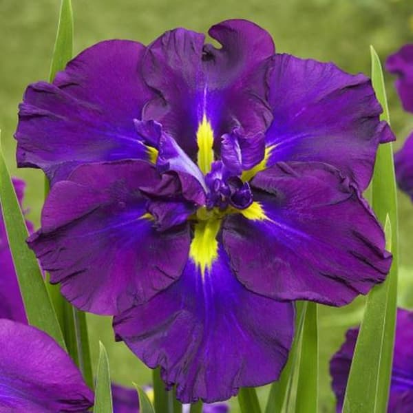 Iris ensata japanilainen mustikkapiirakka 1 kpl.