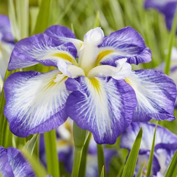 Iris ensata japansk gulerodskage 1 stk.