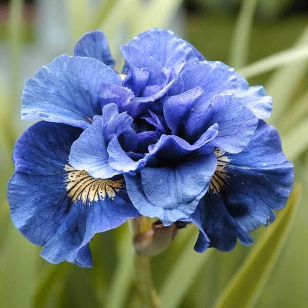 Iris sibirica Sibirisk Concord Crush 1 stk.