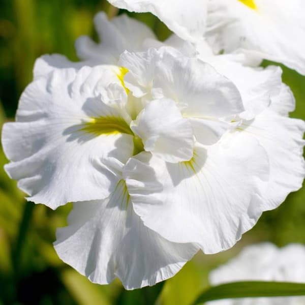 Sibirisk iris sibirica Dubbelspel 1 st.
