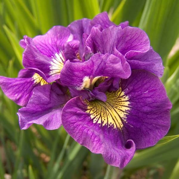 Kurjenmiekka (Iris sibirica) Siperian Double Standard 1 kpl.