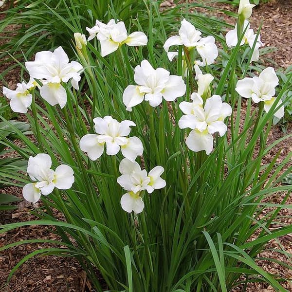 Iris sibirica Sibirisk mågevinge 1 stk.