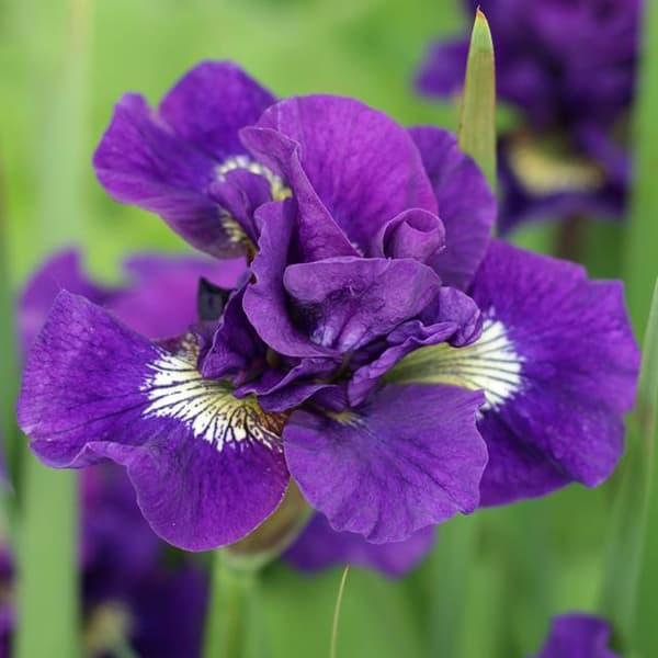 Iris sibirica Siberian Kaboom 1 st.