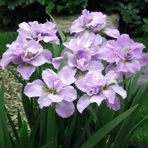 Iris sibirica Siperian Kita-No-Seiza 1 kpl.