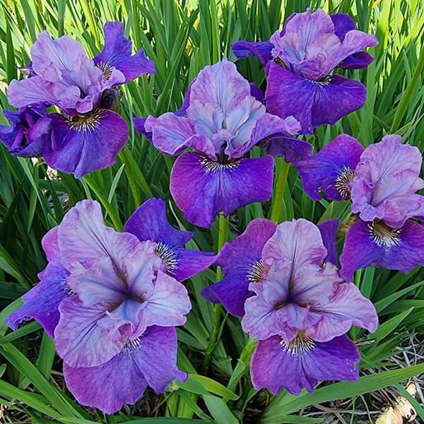 Iris sibirica Sibirisk stjerneløve 1 stk.