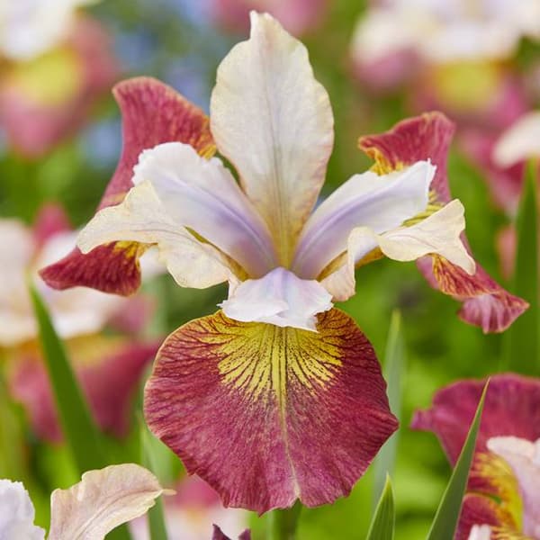 Kurjenmiekka (Iris sibirica) Siperian sokerirypäle (Siperian Sugar Rush) 1 kpl.