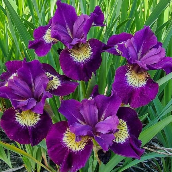 Sibirisk iris *Siberian Iris sibirica* Sultans rubin 1 st.