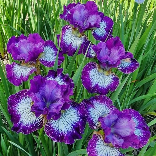 Iris sibirica Siperian Something Shocking 1 kpl.