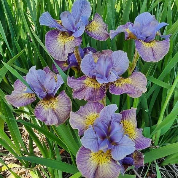 Kurjenmiekka 'Iris sibirica' 'Siberian Sun Comes Up' 1 kpl.