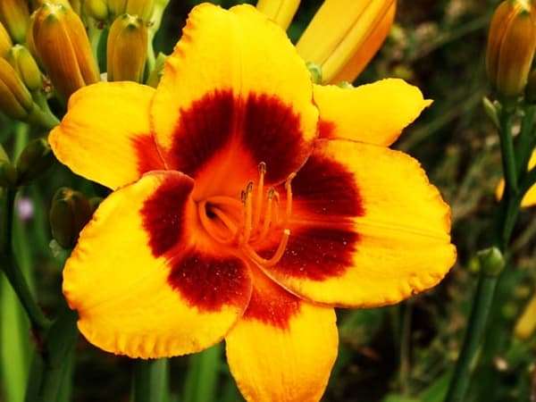 Hemerocallis Daglilje El Desperado 1 stk.