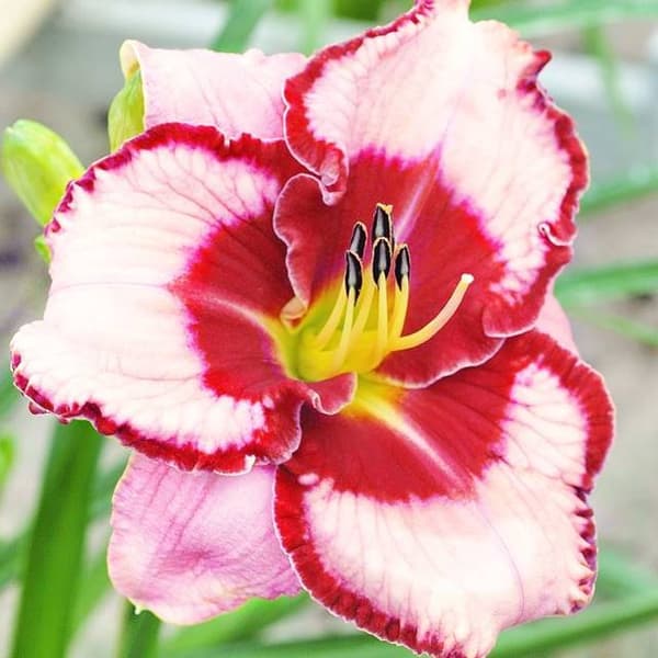 Hemerocallis Daylily Lies and Lipstick 1 stk.