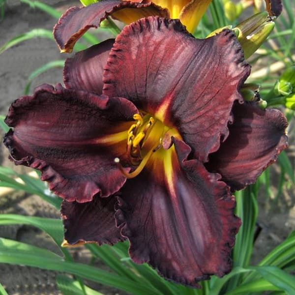 Hemerocallis Dagliljer Sorte Strømper 1 stk.