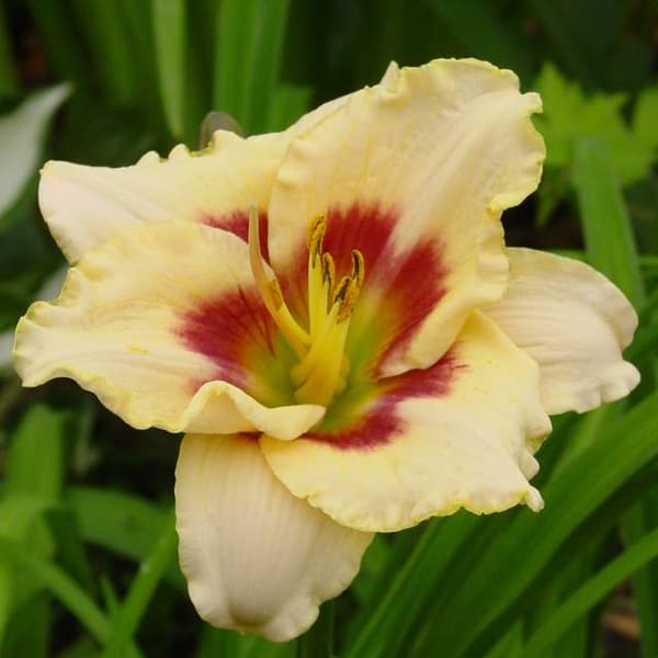 Hemerocallis päivänlilja mustikkakarkki 1 kpl.