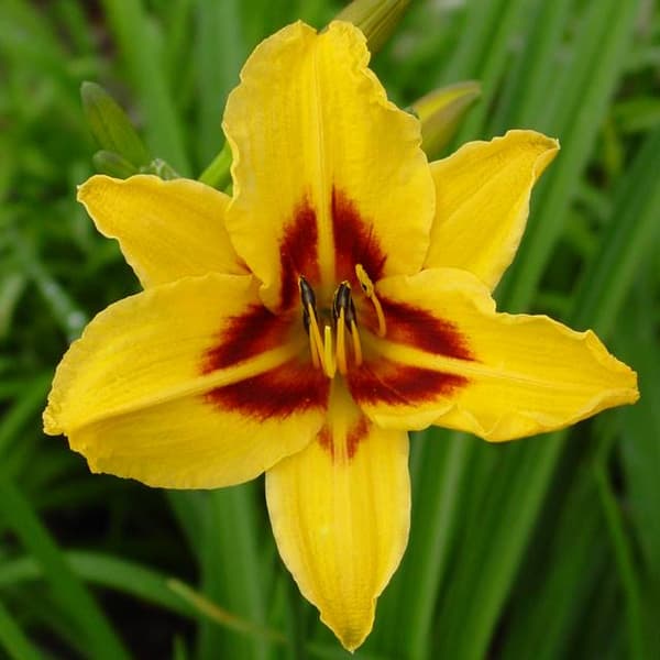 Hemerocallis Daylily Bonanza 1 kpl.