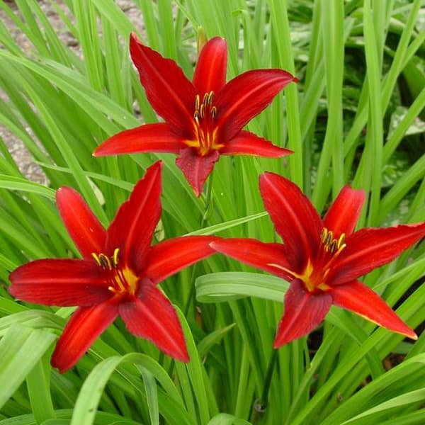 Hemerocallis Daylily Crimson Pirate 1 kpl.