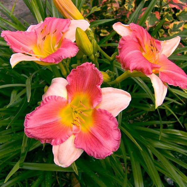 Hemerocallis Daylily Final Touch 1 stk.