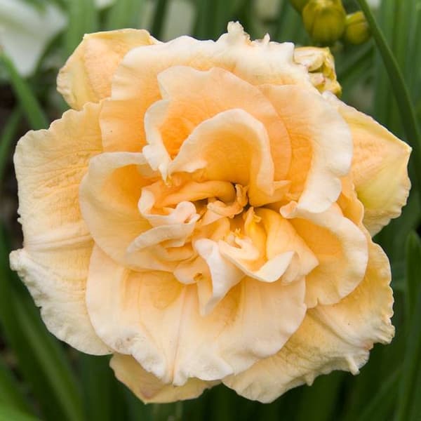 Hemerocallis Daylily Ikebana Stjerne 1 stk.