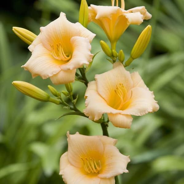 Hemerocallis-päivänlilja (minihelmi) 1 kpl.