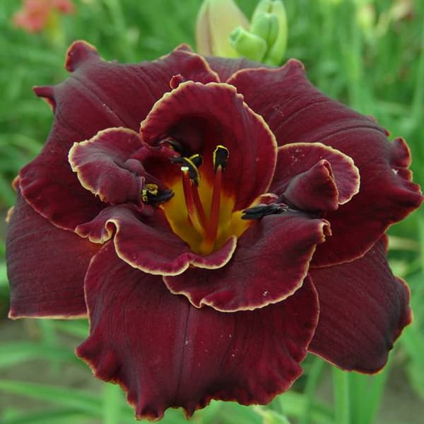 Hemerocallis Daglilje Natgløder 1 stk.