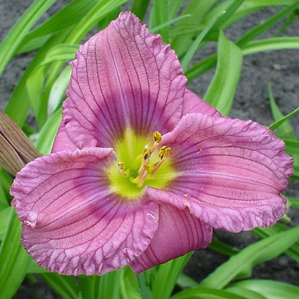 Hemerocallis Daylily Siloam New Toy 1 kpl.
