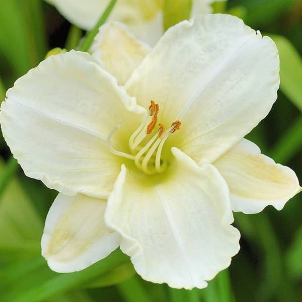 Hemerocallis Daglilje Hvid Fristelse 1 stk.