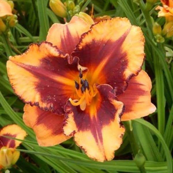 Hemerocallis päivänlilja Fireside Granate 1 kpl.