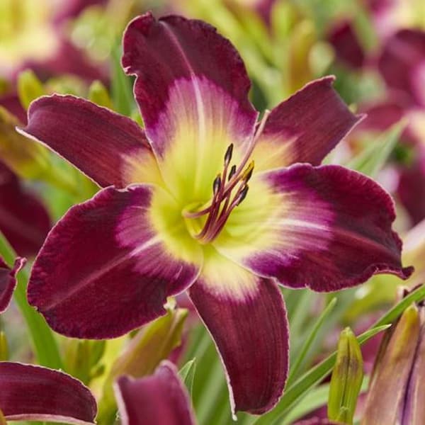 Hemerocallis päivänlilja Longfields -malli 1 kpl.