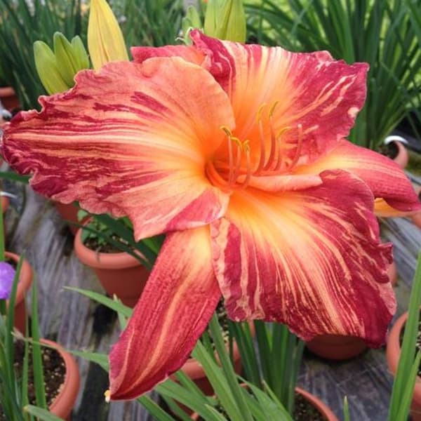 Hemerocallis päivänlilja vaaleanpunaiset raidat 1 kpl.