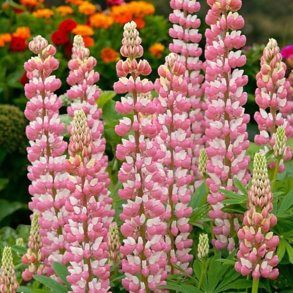 Lupinus Permanent Lupin The Chatelaine 1 stk.